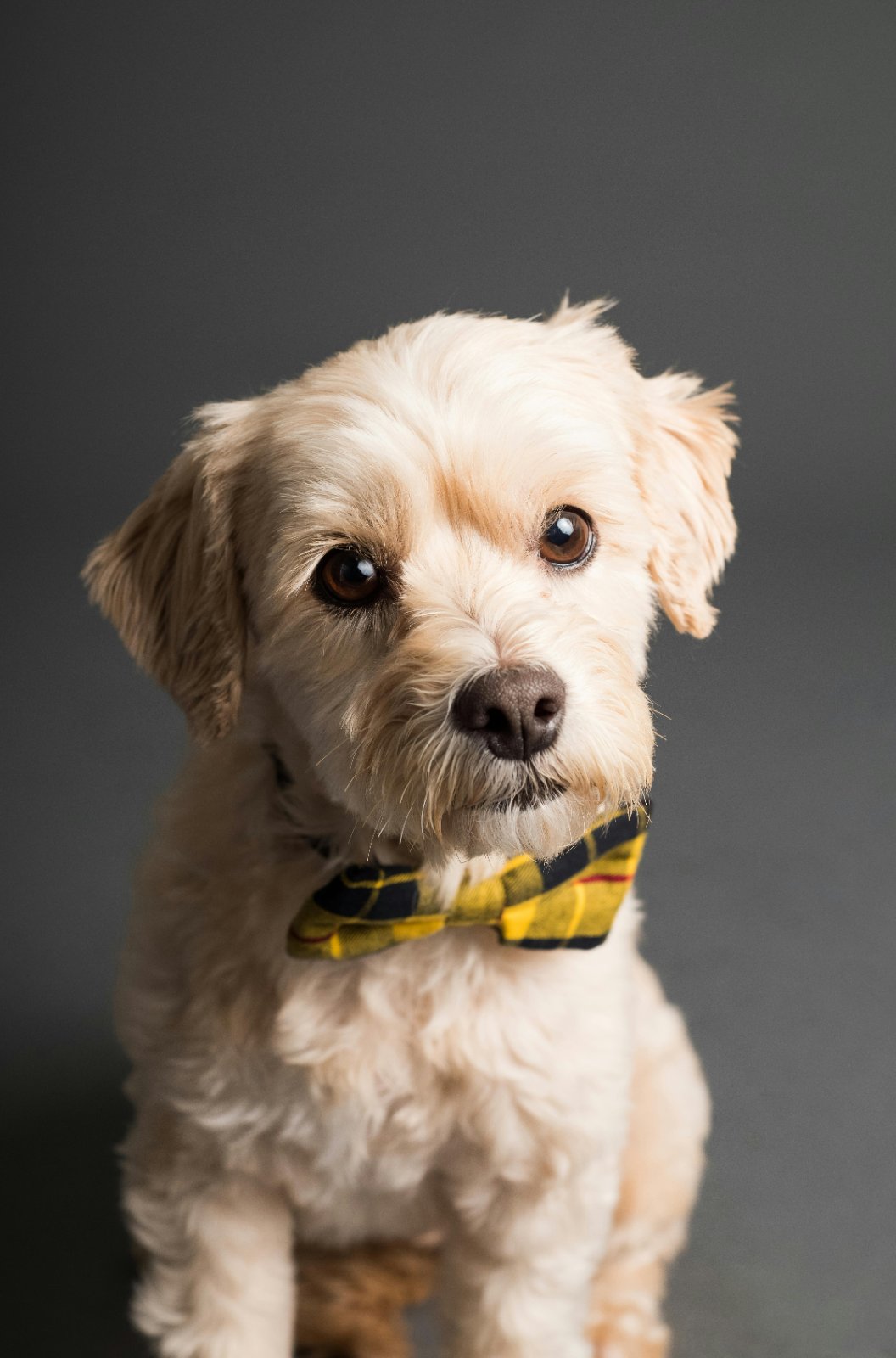 Original pet photo